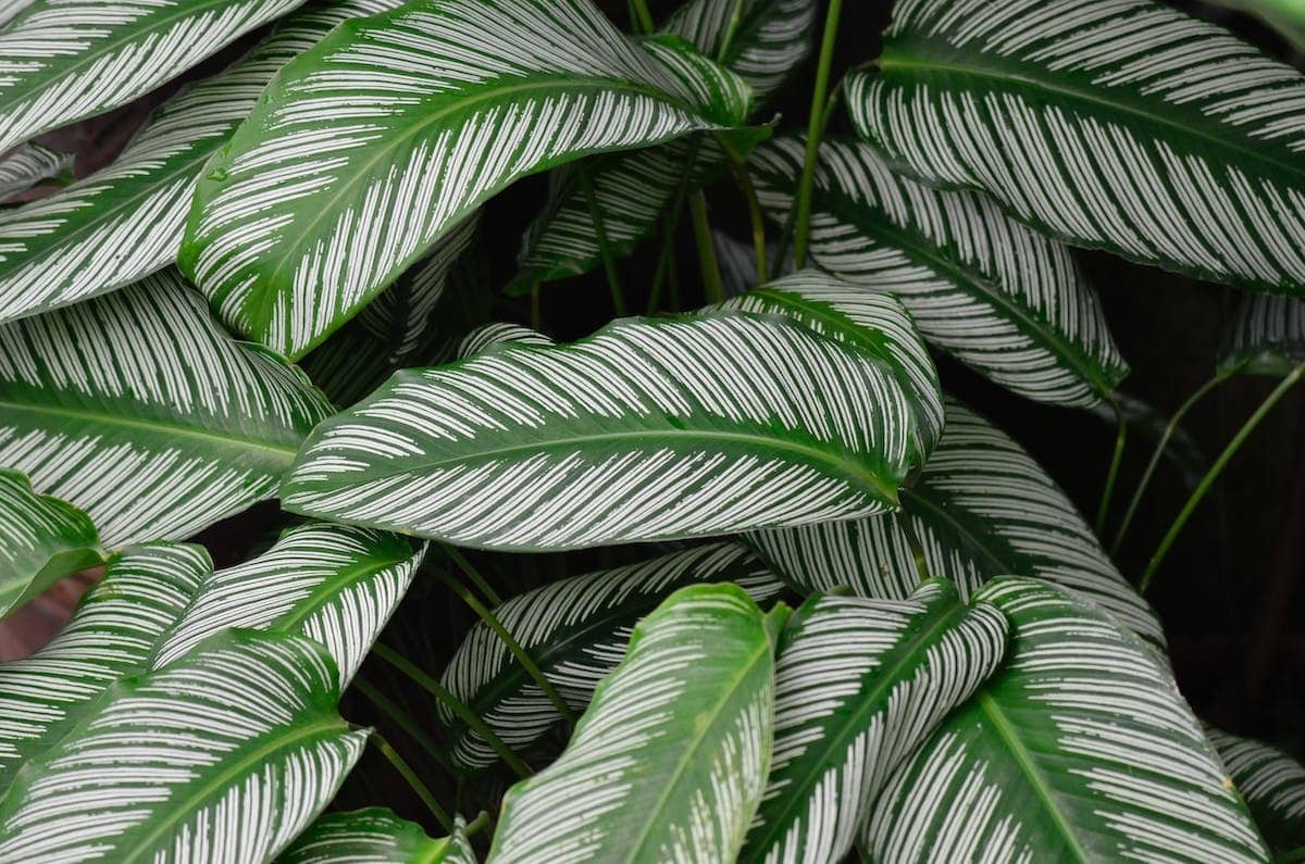 Comment faire grimper une plante étoilée sur un mur ?