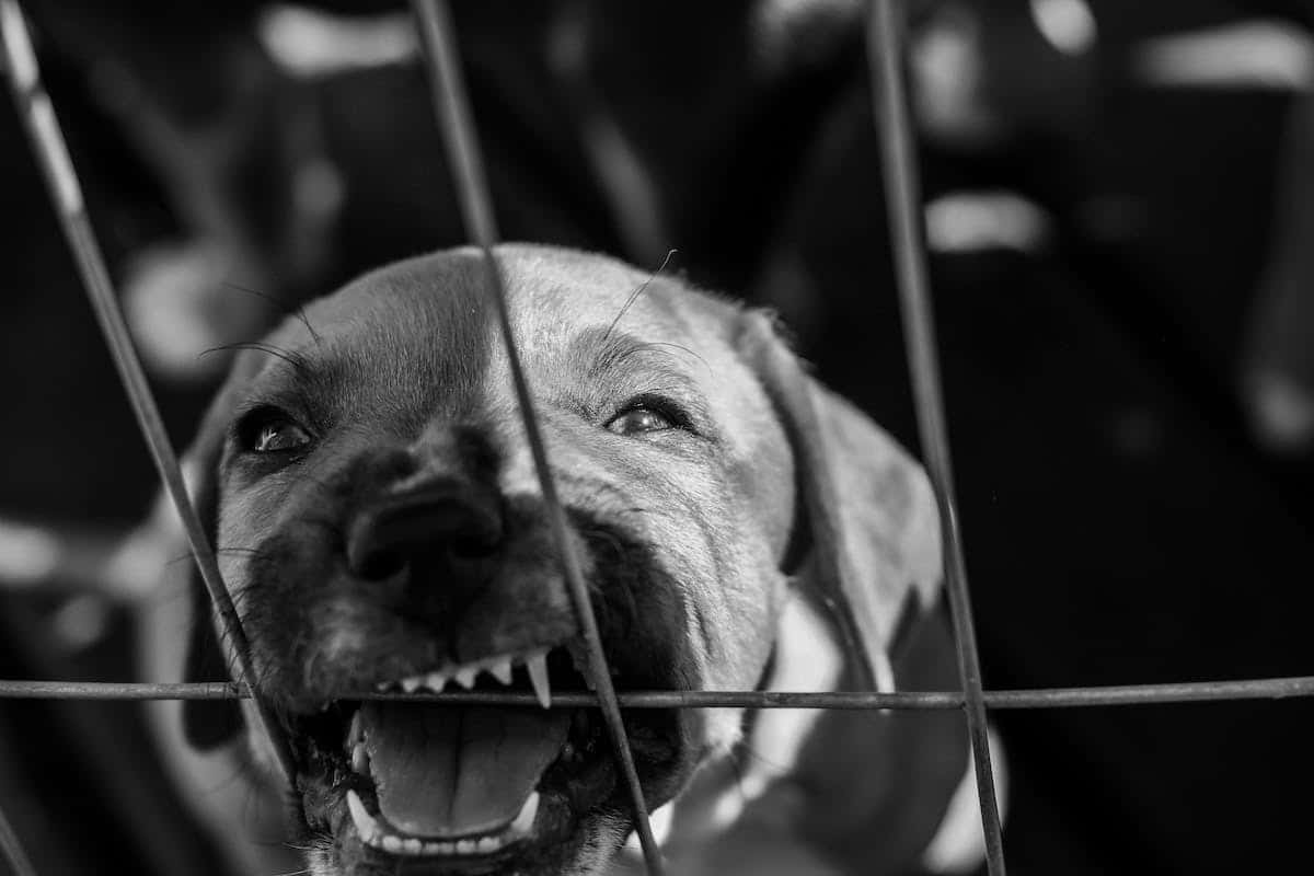 La force de la mâchoire des chiens : un regard sur la puissance de la mâchoire des Pitbulls